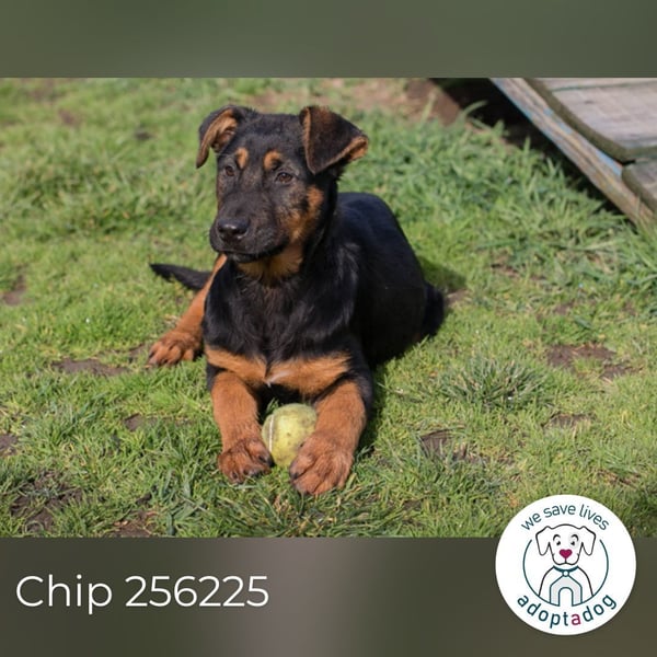 Chip 256225 sucht ein Zuhause