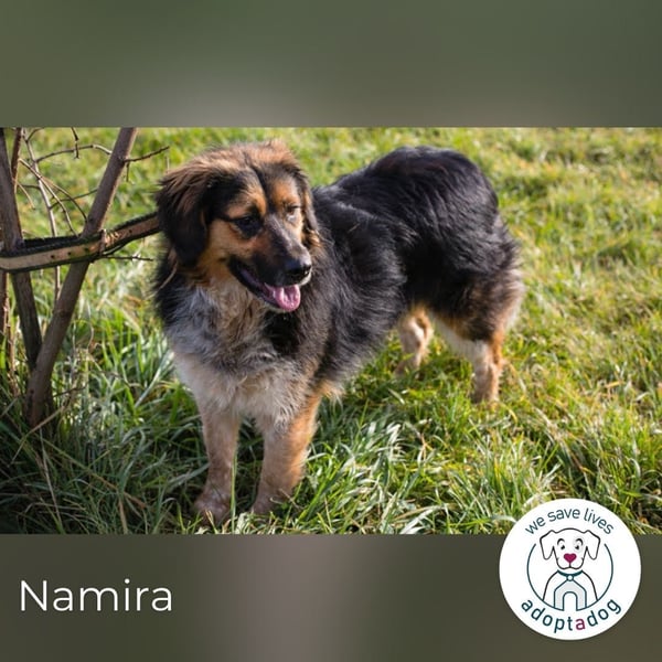 Namira: Fröhliche Traumhündin sucht liebevolles Zuhause