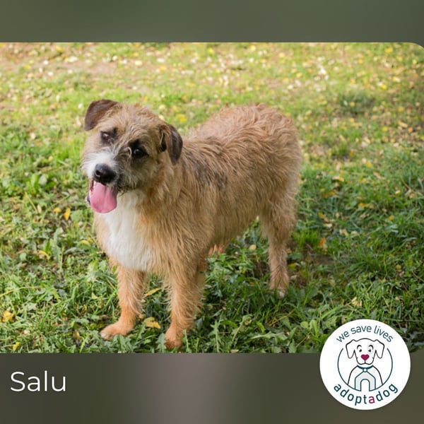 Salü: Leises Herz will wieder strahlen