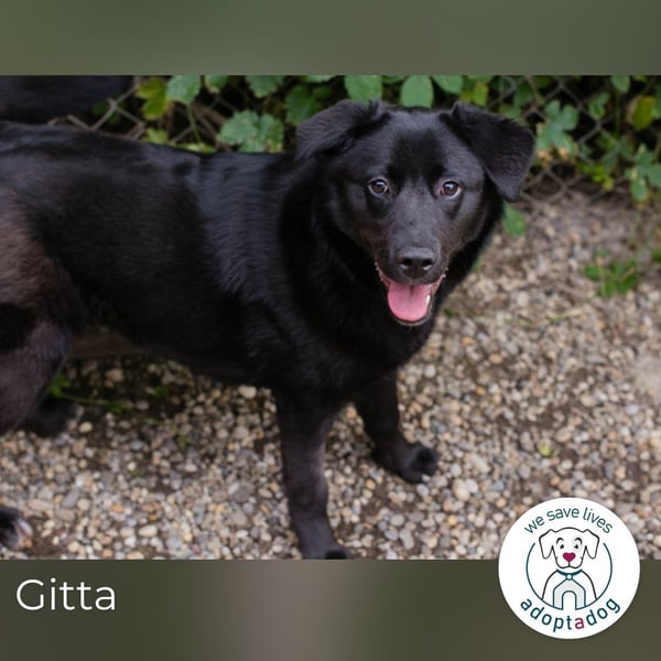 Gitta: Lebensfreude auf vier Pfoten