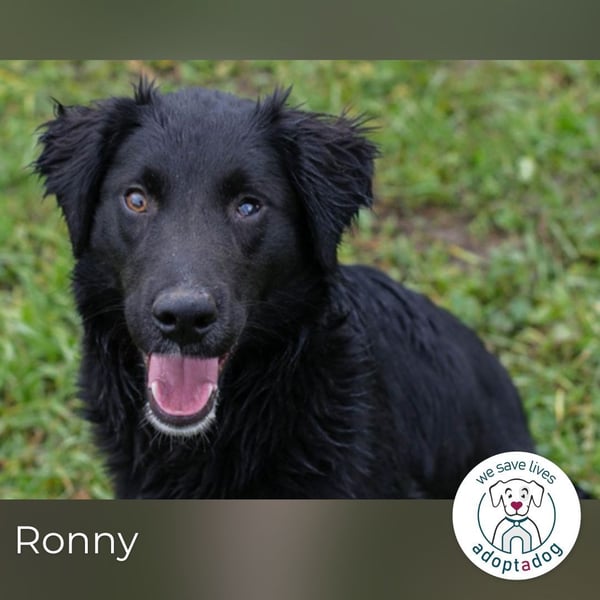 Ronny: freundlich und fröhlich