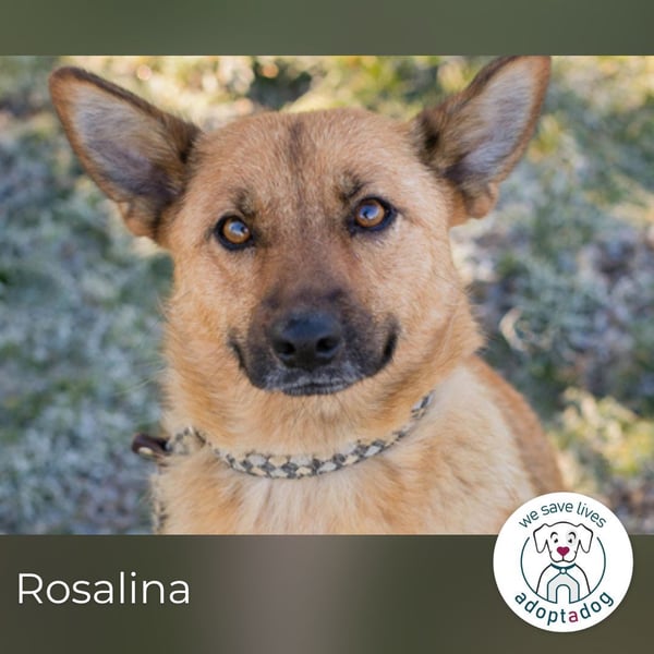 Rosalina: Ein zartes Herz sucht Ruhe
