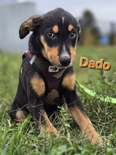 Dado ❤️megasüßes Hundebaby