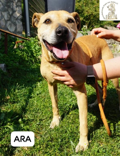 Ara – Narben vom Leben, doch ihre Seele blieb rein!