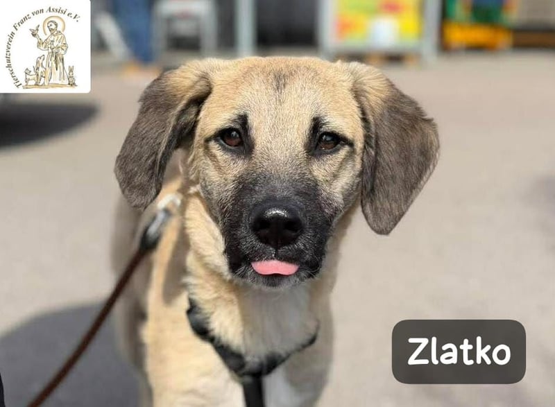 Zlatko – Hauptberuf: Herzensbrecher. Nebenjob: Gute-Laune-Beauftragter!