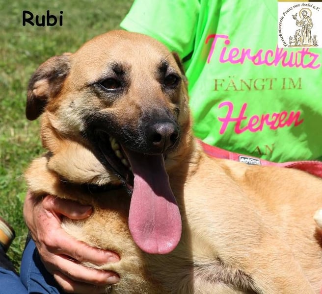 Rubi – vier Pfoten, ein Herz und jede Menge Abenteuerlust