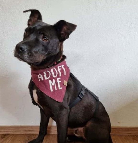 Bruno-freundlicher, witziger Rüde sucht seine Herzensmenschen