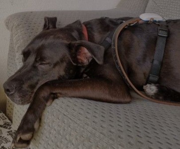 lieber Bruno sucht seine Chance