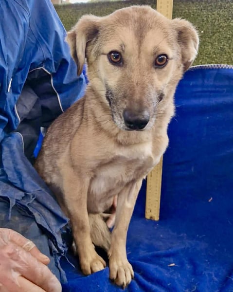 Zierliche Junghündin Dana