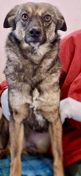 FELINA – auf der Suche nach Wärme