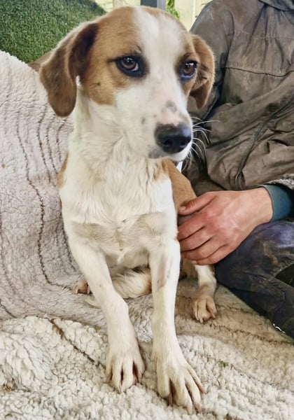 Anika – zarte Hundeseele sucht dringend einen sicheren Hafen