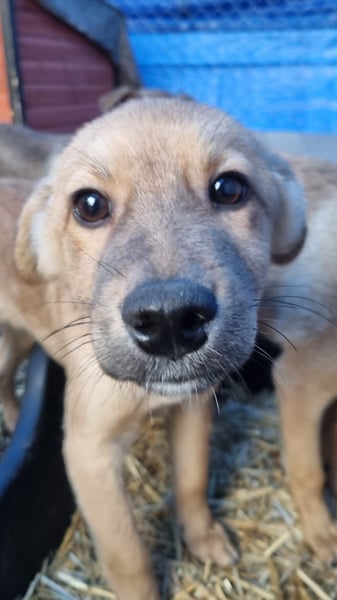 ⭐️Armani⭐️, aufgeweckter Welpe, Rüde, 6 Monate, im Wachstum, Mischling, Tierschutz