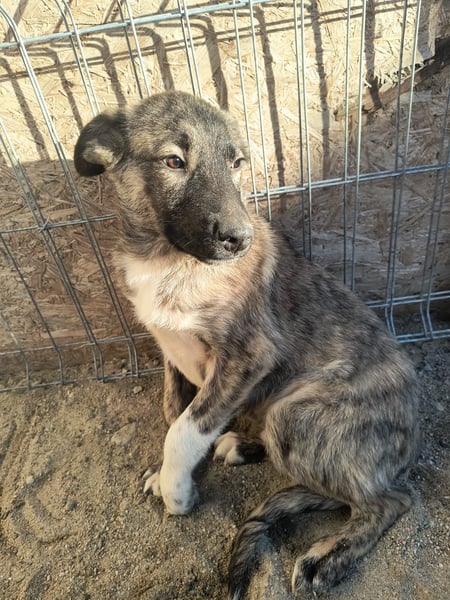 ⭐️HUPS⭐️, liebevoller Hundejunge, 8 Monate, 40 cm, Mischling, Tierschutz