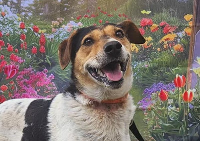 Pepper - wann bekommt er seine Chance?