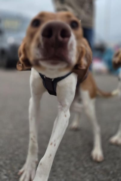 KATRA, Schmusebacke, 1 Jahr, 45 cm, Mischling, Tierschutz, Pflegestelle 57635