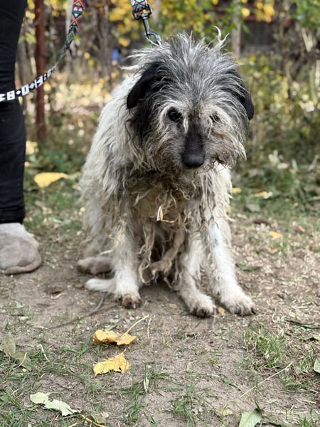 Vileda - dringend Gnadenplatz gesucht!!