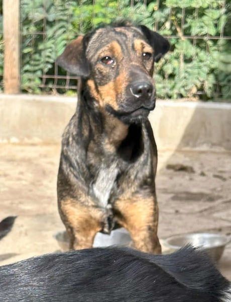 ⭐️ZITA⭐️, Hündin, 3 Jahre, ca. 40 cm, Mischling, Tierschutz