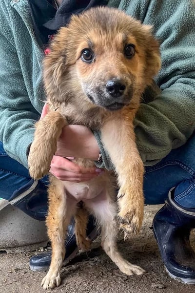 ⭐️KAROLY⭐️, Knutschkugel, Welpin, 5 Monate, 36 cm, Mischling, Tierschutz Rumänien