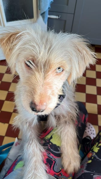 LUMA, gerettete Seele, 1 Jahr, 40 cm, Mischling, Tierschutz, Pflegestelle 40223