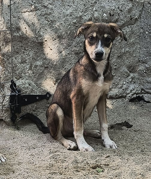 ILKER, neugieriger Hundejunge, 7 Monate, im Wachstum, Mischling, Tierschutz