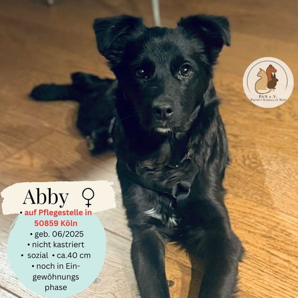 ABBY - auf Pflegestelle in 50859 Köln ( G,C )