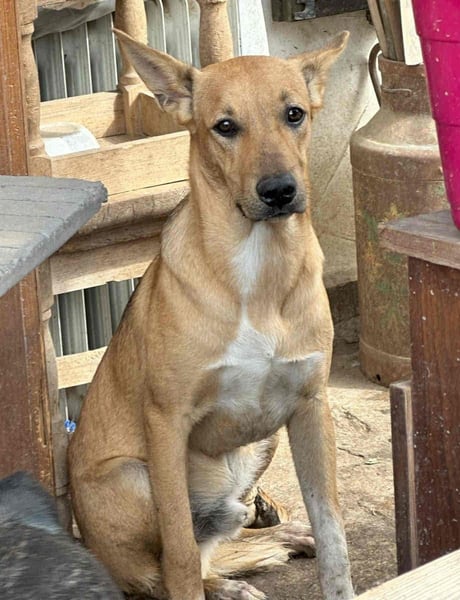 ⭐️PIRI⭐️, Rüde, 3 Jahre, 46 cm, Mischling, Tierschutz