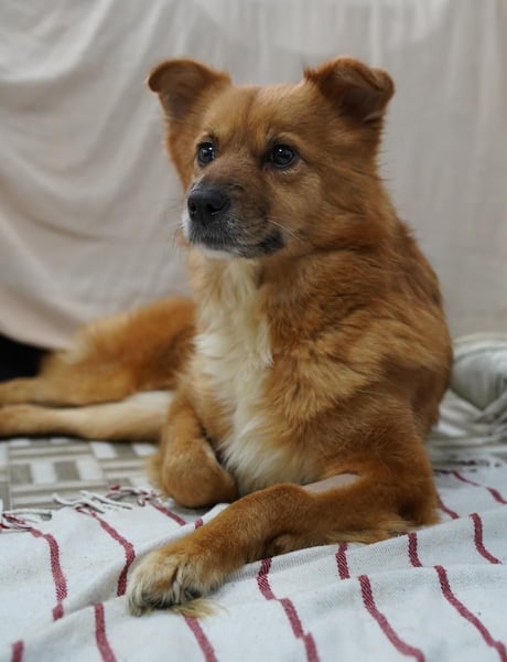 USARA, gelassene Hündin, 4 Jahre, ca. 48 cm, Mischling, Tierschutz Rumänien