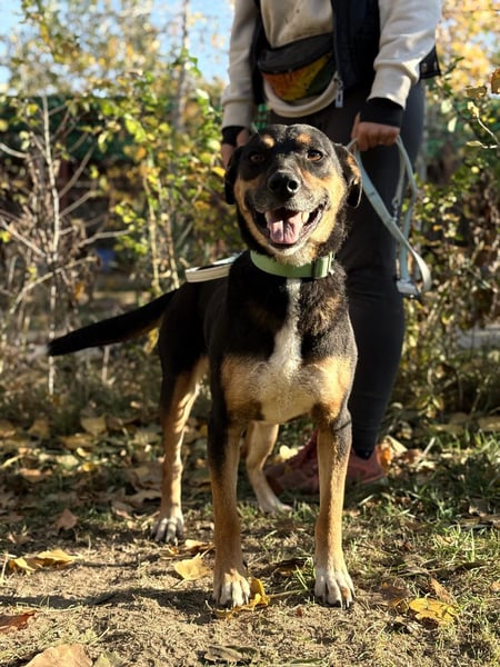 Muntere Hugi sucht ihr Für-Immer-Zuhause