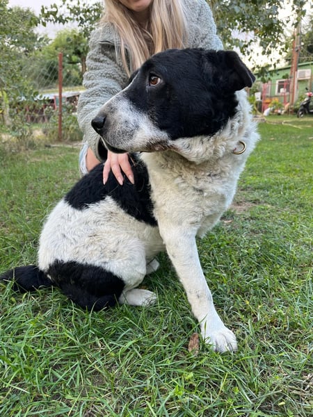 Rabies sucht seine Menschen!