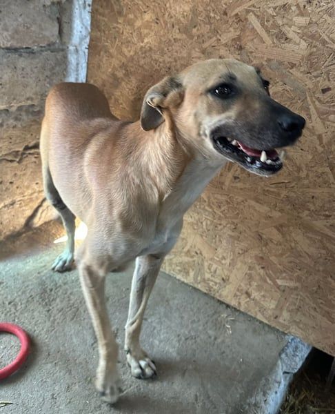 ⭐️PIRA⭐️, Hündin, 3 Jahre, 46 cm, Mischling, Tierschutz