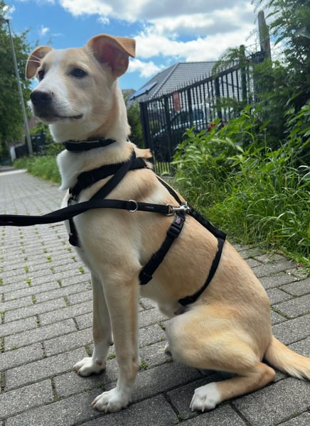 NURIAN, schüchterner Mischlingsjunge, 8 Monate, 45 cm, Pflegestelle 51503, Tierschutz Rumänien