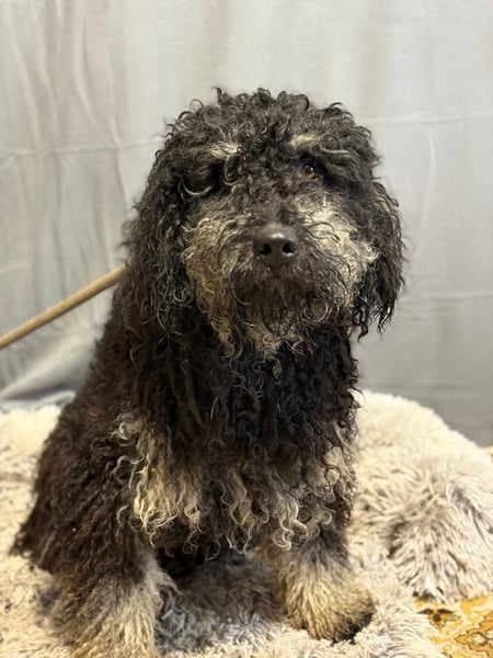 Samu sucht seine Menschen