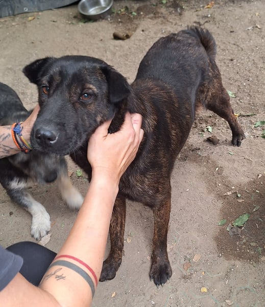 ⭐️ZANA⭐️, Herzensbrecherin, Hündin, 7 Jahre, 45 cm, Mischling, Tierschutz