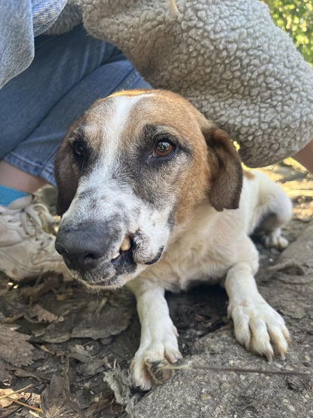 Bounty ist ein treuer Begleiter fürs Leben