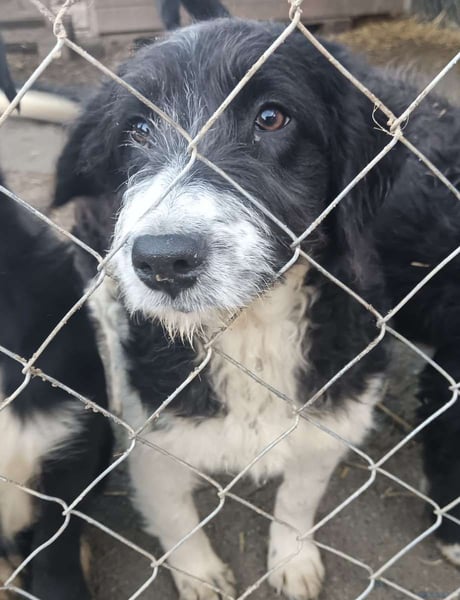 ⭐️GLORIE⭐️, Hündin, 7 Monate, 37 cm, Mischling, Tierschutz