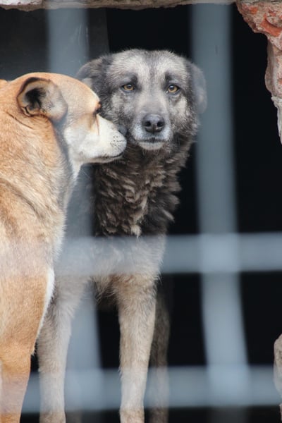 GREY, schöne Hundeseele, 4,5 Jahre, 50 cm, Mischling, Tierschutz Rumänien