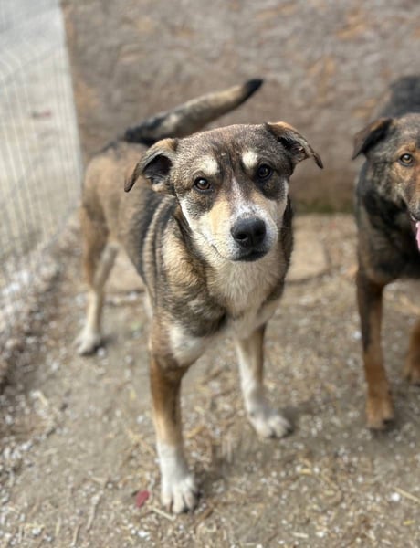 ⭐️ILKER⭐️, Rüde, 1 Jahr, 48 cm, Mischling, Tierschutz
