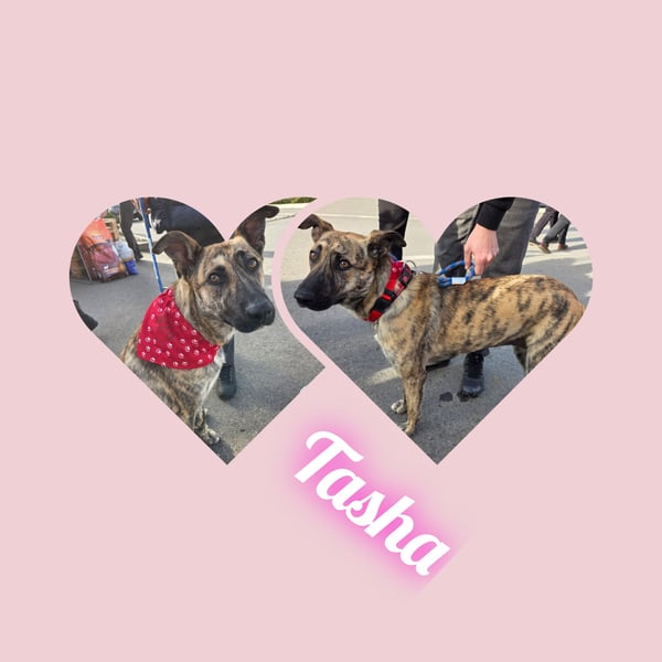 Tasha mag Kinder, ist aber kein Hund für Couchpotatoes- sie möchte Rumänien schnell verlassen