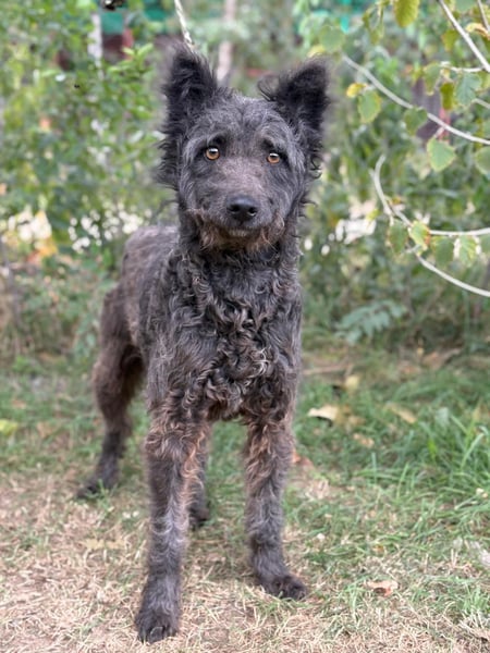 Zelmira - Schenkst du ihr ein Zuhause?