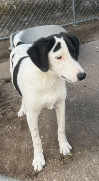 ⭐️SNOOPY⭐️, liebenswerter Spielkamerad, Rüde, 9 Monate, ca. 40cm, Mischling, Tierschutz