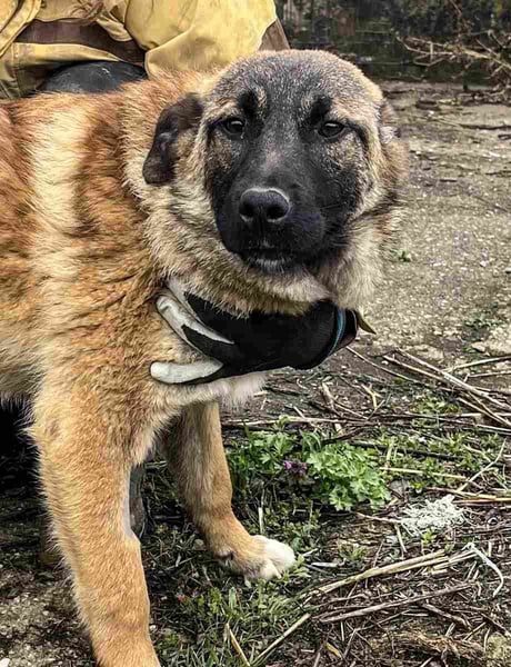 ⭐️TASCHA⭐️, Malinois-Mischling, Hündin, 9 Monate, 50 cm, Mischling, Tierschutz Rumänien