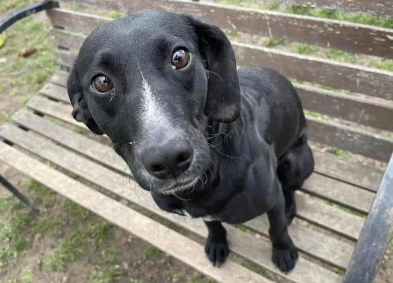 Steffi - eine tolle Hündin sucht warmes Zuhause!