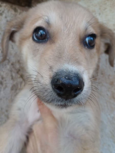 Simpa - gerettet von der Mülldeponie