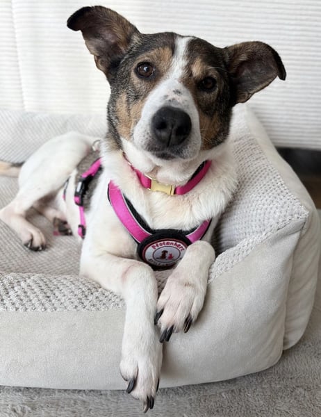 PRINCESS - sanfte, verschmuste Hündin sucht ihre Menschen