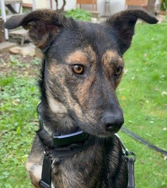 Ibiza, toller Junghund wartet auf seine Herzensmenschen