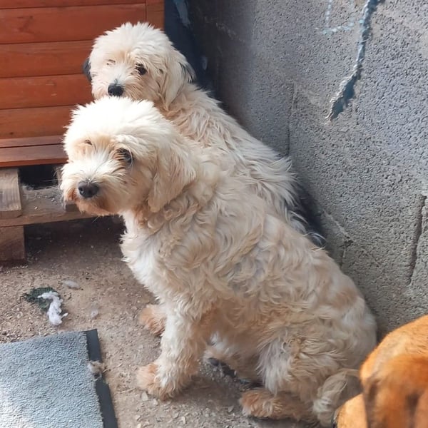 Chioni-sucht ein Zuhause / eine Pflegestelle