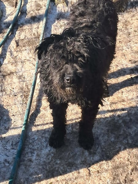 Milla, schwarzer Wuschel sucht Körbchen