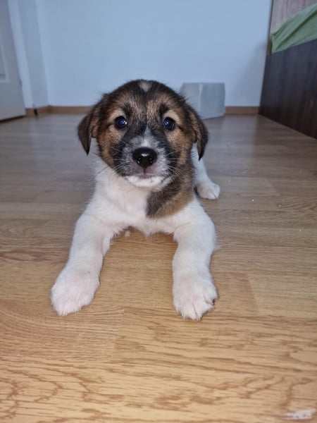 Titus sucht seine Menschen für immer