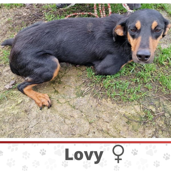 LOVY ❤️ Sehr EILIG! sucht Zuhause oder Pflegestelle