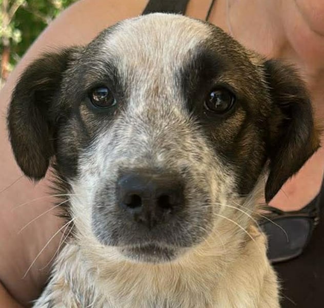 Ani, kleines Hundemädchen sucht ihre Menschen